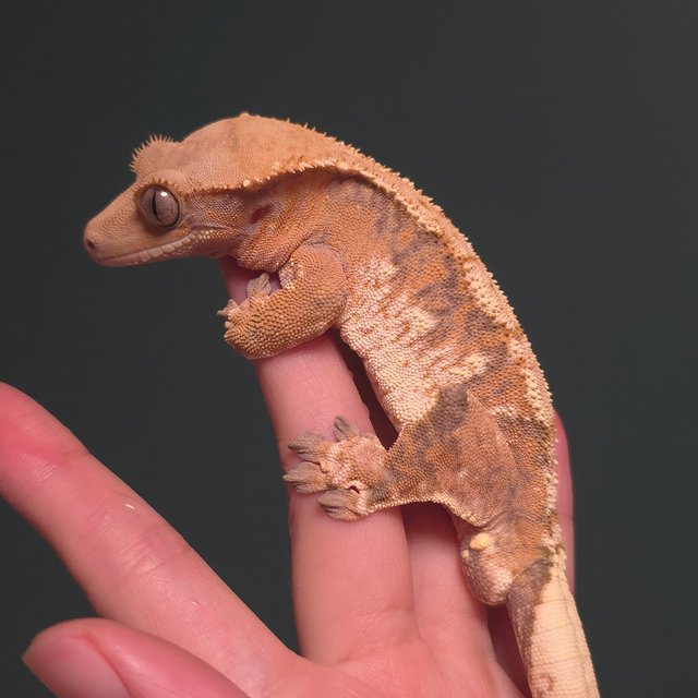 트라이 익스트림할리퀸