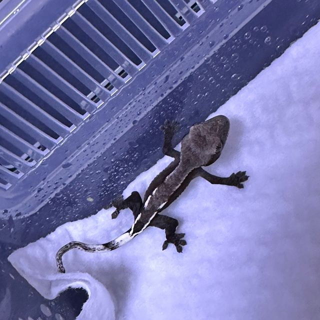아잔틱
