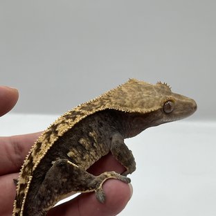 100%헷아잔틱 핀스트라이프 쿼드