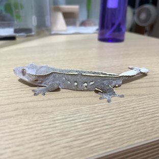 아잔틱 화이트포트홀