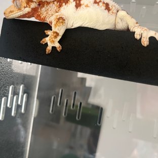 릴리화이트 솔리드백