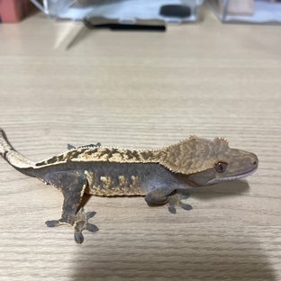 100%헷아잔틱