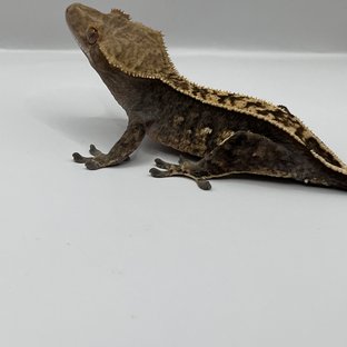 100%헷아잔틱 핀스트라이프 쿼드