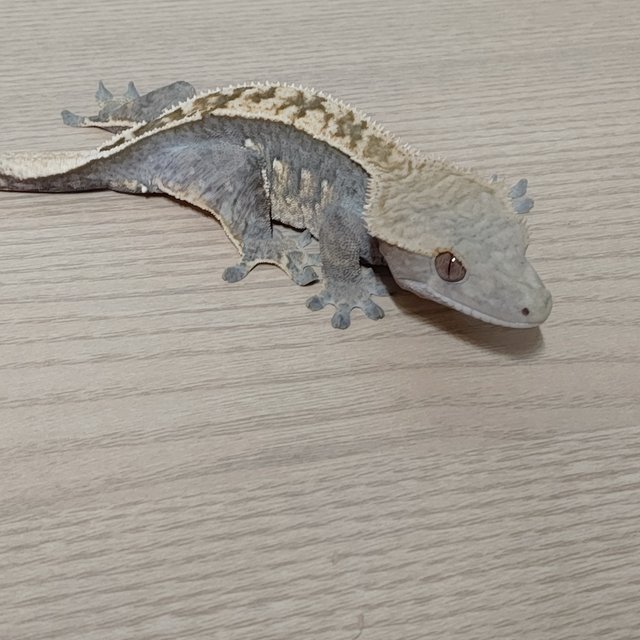 100%헷아잔틱 핀스트라이프 쿼드