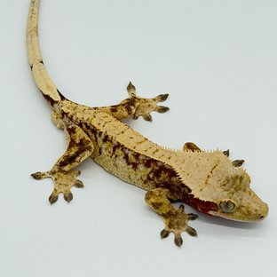 레드 릴리화이트 드리피