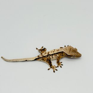 드리피 트라이 익스트림할리퀸 노멀