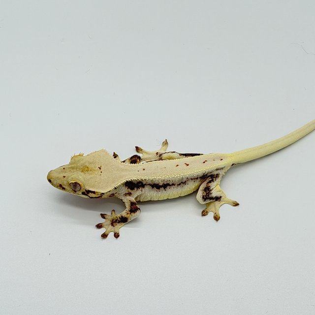 릴리화이트 드리피