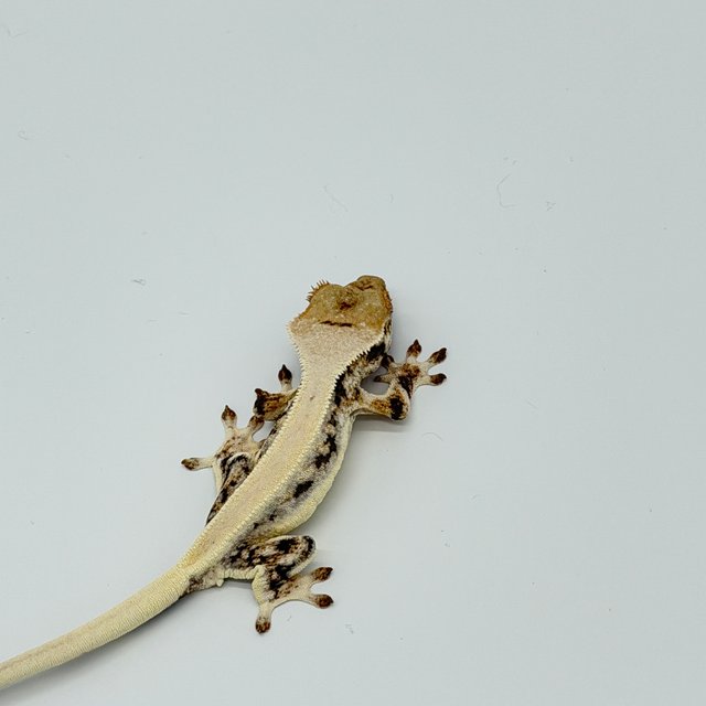 릴리화이트 드리피 솔리드백 트라이