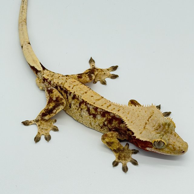 레드 릴리화이트 드리피