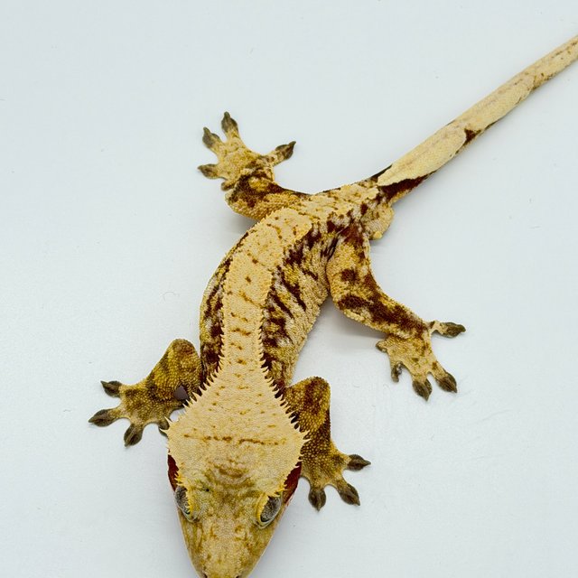 레드 릴리화이트 드리피