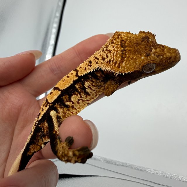 트라이 익스트림할리퀸 텐저린