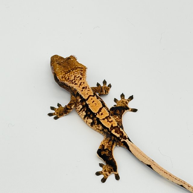 트라이 익스트림할리퀸 텐저린