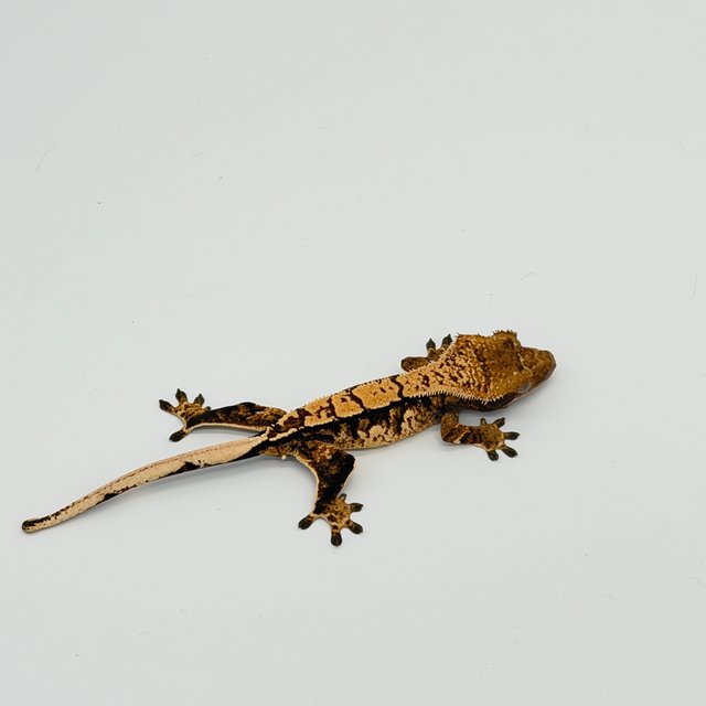 트라이 익스트림할리퀸 텐저린