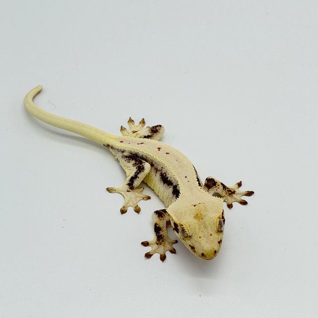 릴리화이트 드리피