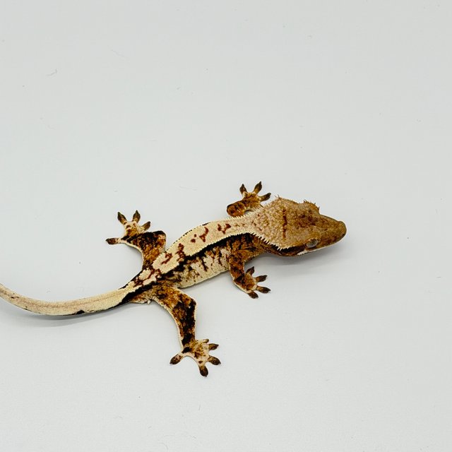 드리피 트라이 익스트림할리퀸 노멀