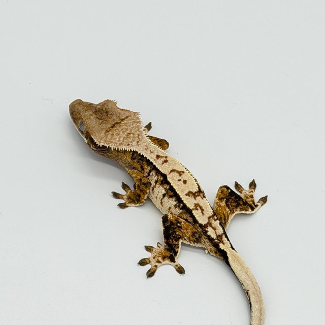 드리피 트라이 익스트림할리퀸 노멀