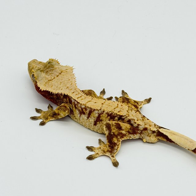 레드 릴리화이트 드리피