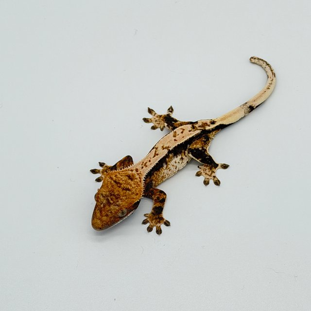 트라이 익스트림할리퀸 노멀 드리피