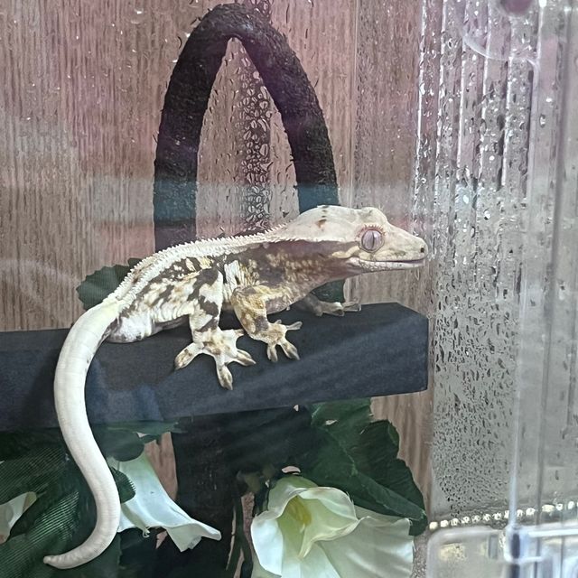 릴리화이트