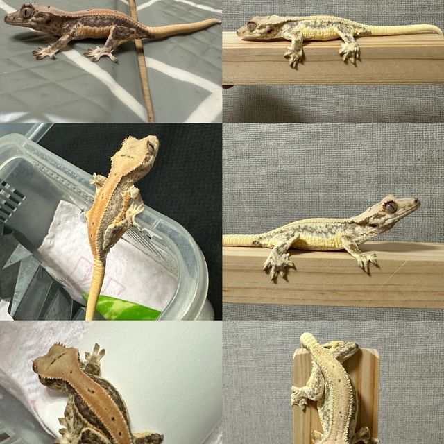 릴리화이트
