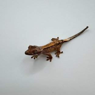 세이블2
