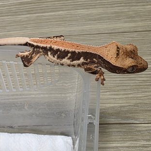 릴리100%헷아잔틱 릴리화이트 100%헷아잔틱