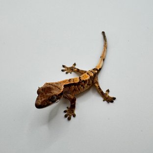 세이블1