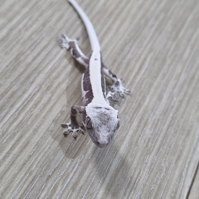 릴잔틱 솔리드백 아잔틱