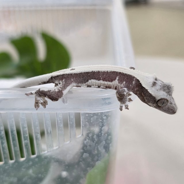 릴잔틱 솔리드백 아잔틱