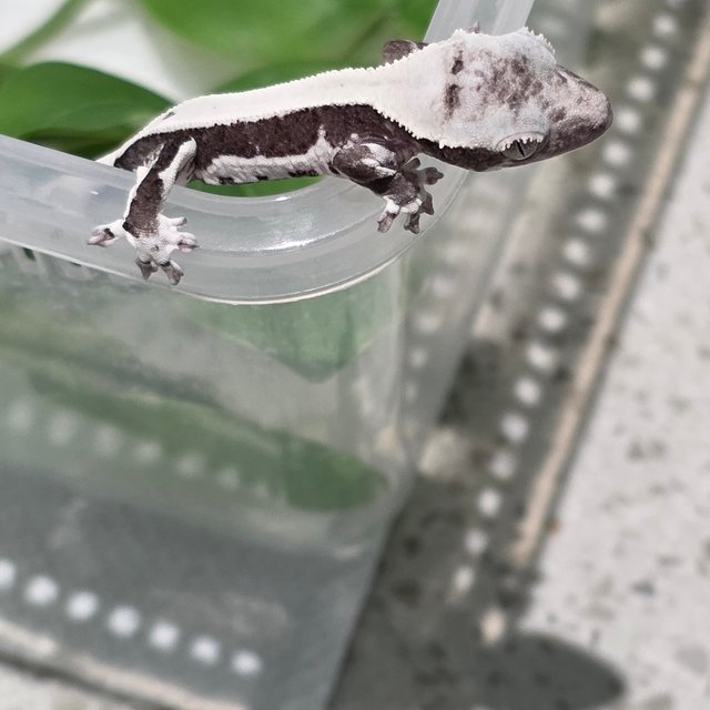 릴잔틱 솔리드백 아잔틱