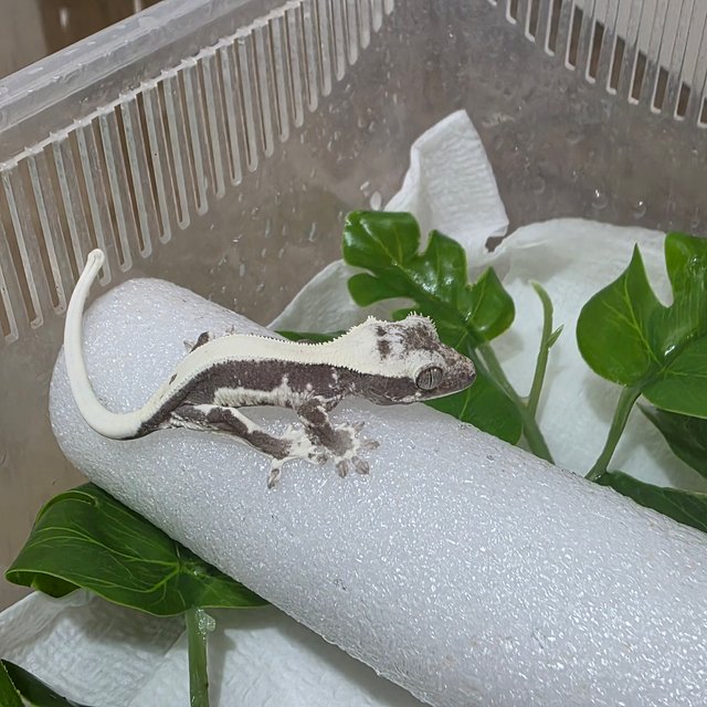 릴잔틱 솔리드백 아잔틱