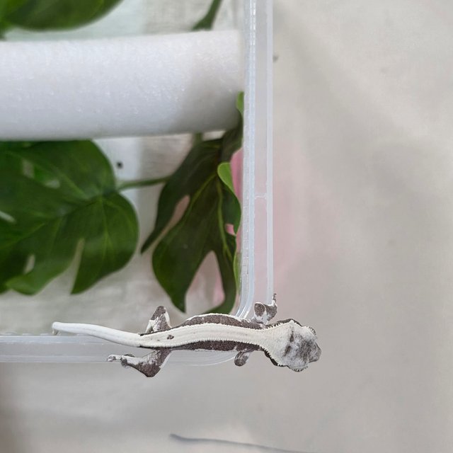 릴잔틱 솔리드백 아잔틱