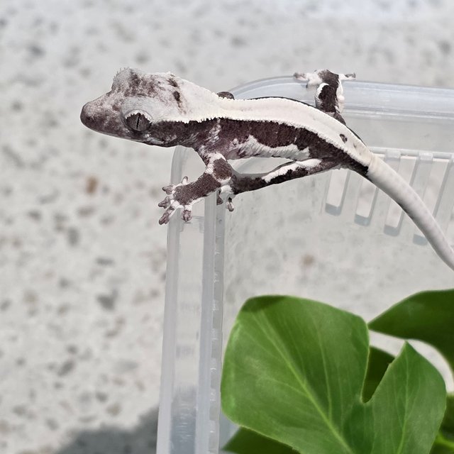 릴잔틱 솔리드백 아잔틱