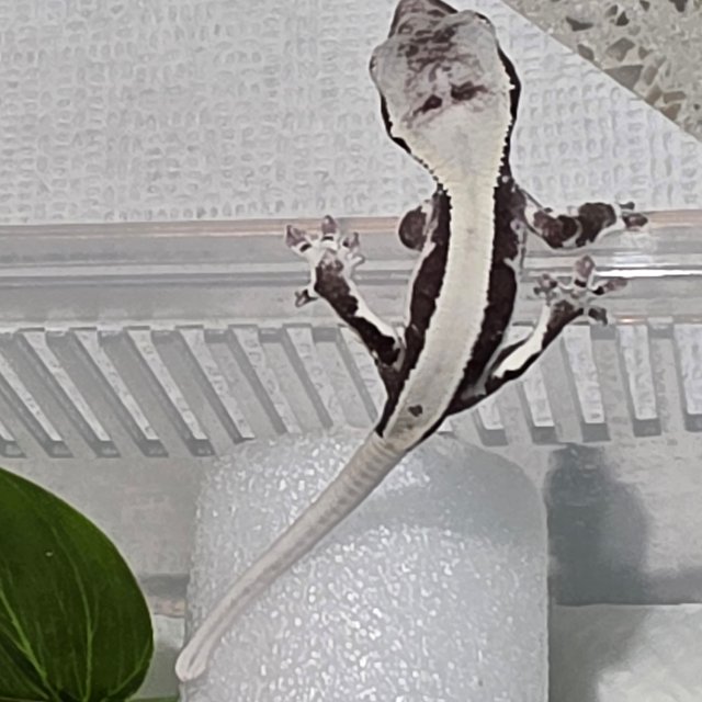 릴잔틱 솔리드백 아잔틱