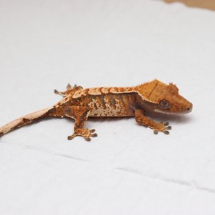 익스트림할리퀸 트라이 텐저린 화이트