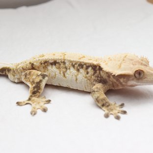 익스트림할리퀸 트라이