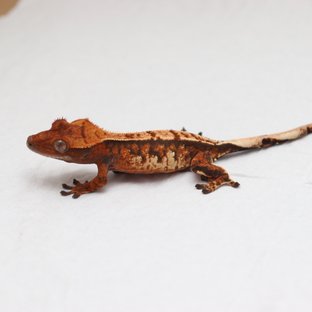 트라이 텐저린 익스트림할리퀸