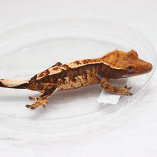 텐저린 익스트림할리퀸 트라이