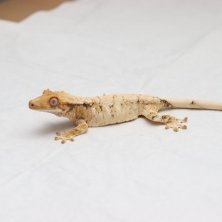 트라이 드리피 핀스트라이프 화이트핀 익스트림할리퀸