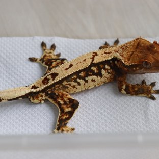 트라이 핀스트라이프 화이트핀 화이트포트홀 텐저린