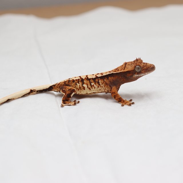 트라이 익스트림할리퀸 화이트스팟