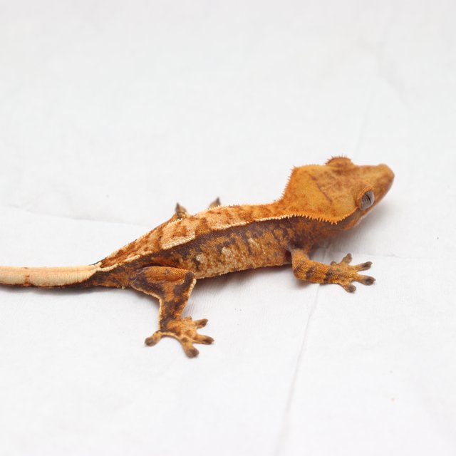 트라이 익스트림할리퀸