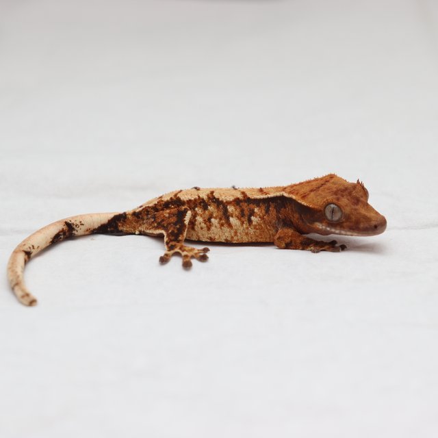 트라이 화이트스팟 텐저린