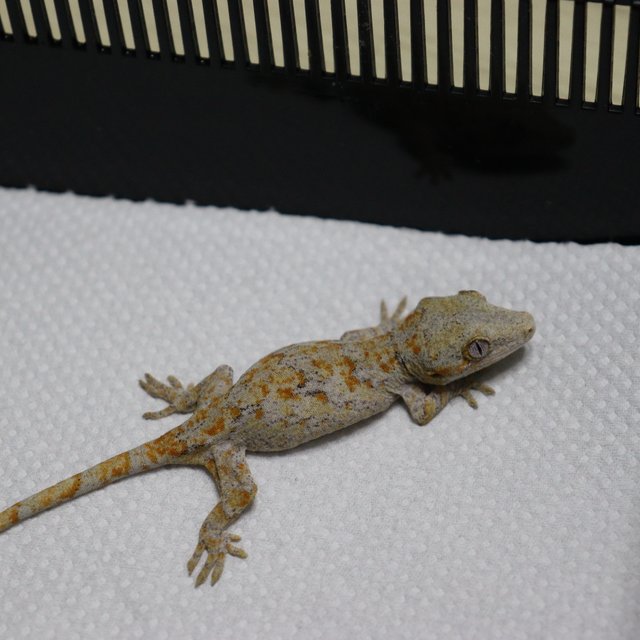 블로치드 오렌지