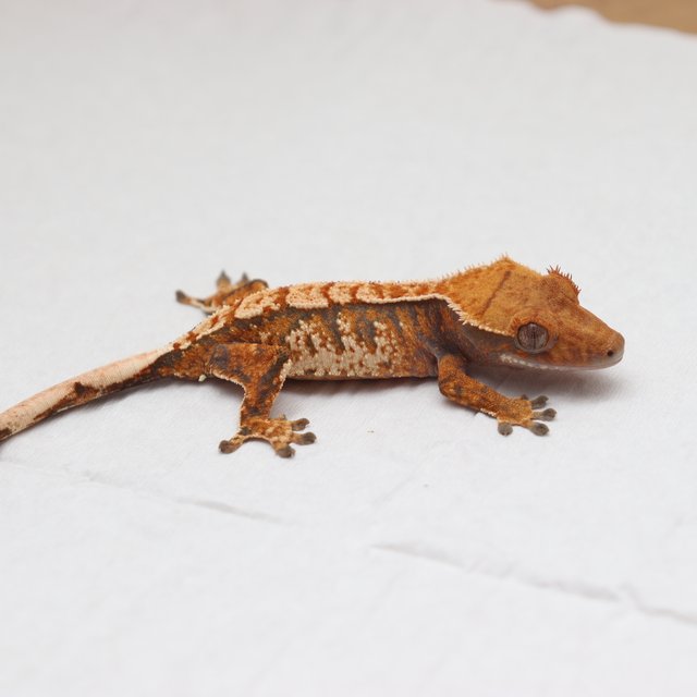 익스트림할리퀸 트라이 텐저린 화이트