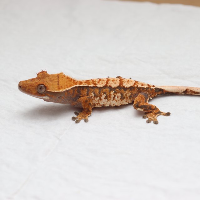 익스트림할리퀸 트라이 텐저린 화이트