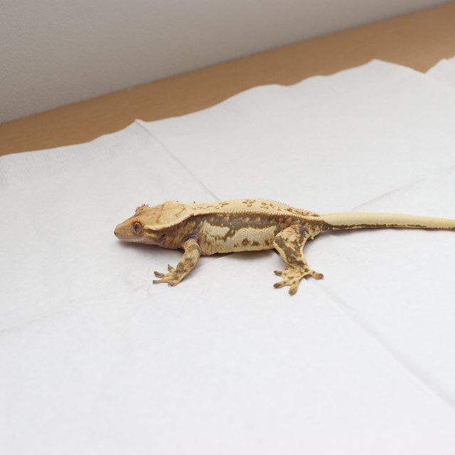 트라이 쿼드 핀스트라이프