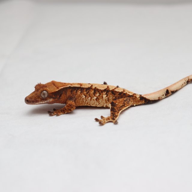 트라이 화이트스팟 텐저린