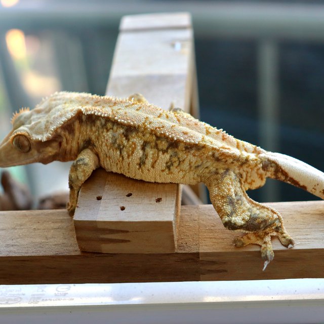 트라이 익스트림할리퀸