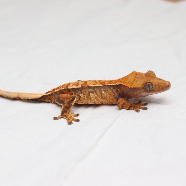 트라이 익스트림할리퀸